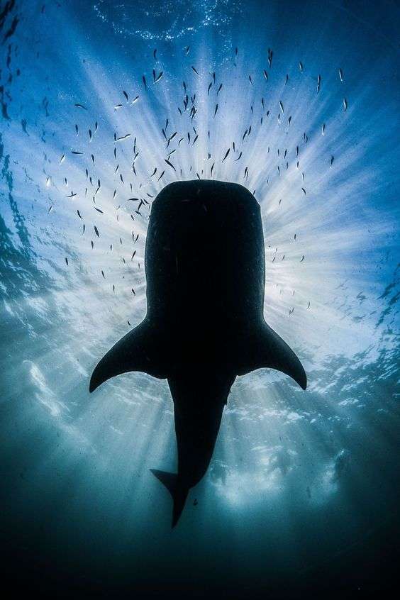 requins baleines trip